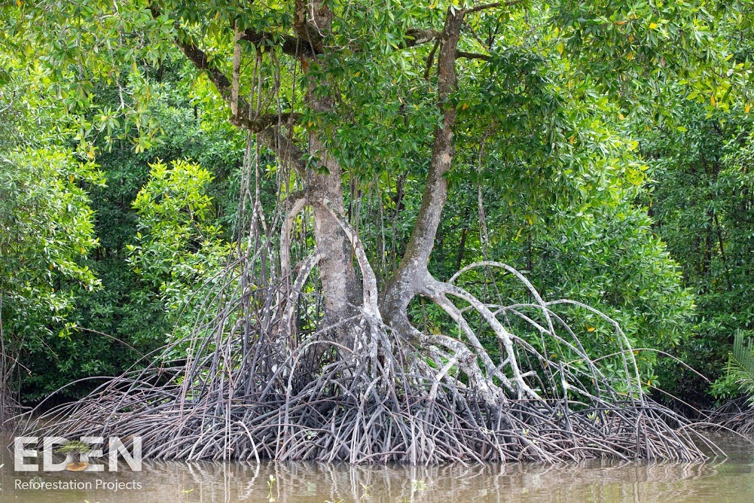 Indonesia_2018_Giant-mangrove.jpg